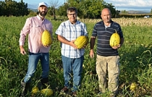 Kırkağaç Kavununda İlk Hasat