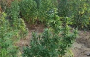 Manisa'da jandarmadan kenevir operasyonu