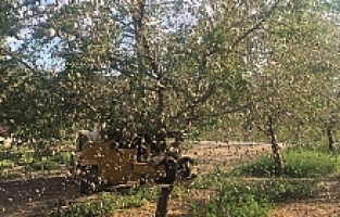 Salihli’de Badem Hasadı Başladı