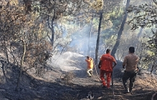 Salihli’de Çıkan Orman Yangını Kontrol Altına Alındı