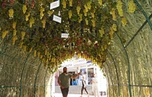 Sarıgöl'deki 'Üzüm Tüneli' İlgi Odağı Oldu