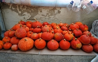 Sarıgöl’de ilk kez Japon kabağı yetiştirdi