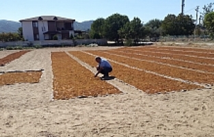 Sarıgöl’de Üzüm Sergi Alanları Şehre Taştı