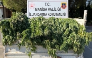 Turgutlu’da meyve ağaçlarının arasında kenevir yakalandı