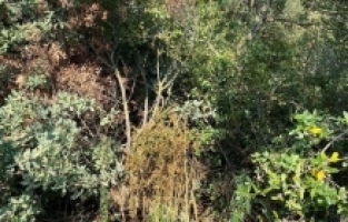 Turgutlu’da ormanlık alanda kenevir bitkisi ele geçirildi