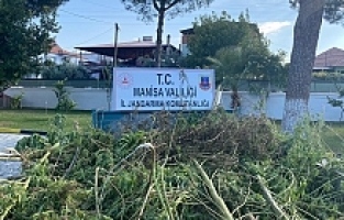 Dere yatağında 125 kök kenevir bitkisi ele geçirildi