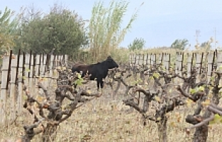 Firari Düve Güçlükle Yakalandı