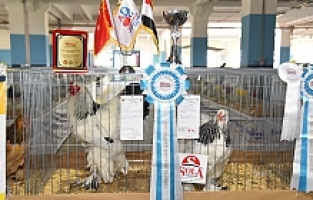 Kuş Pazarında Brahma Şampiyonası Düzenlendi