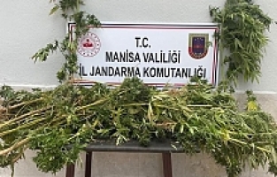 Ormanlık alanda kenevir ele geçirildi