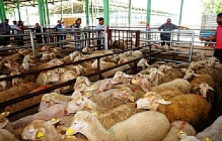 Sarıgöl Canlı Hayvan Pazarı Tedbir aAmaçlı 45 Gün Kapatıldı