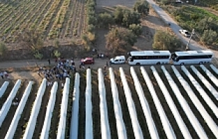 Sarıgöl'ün Örtülü Üzüm Bağlarında İnceleme