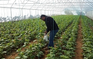 Genç Girişimci Evinin Bahçesine Kurduğu Serada Ürünlerini Almaya Başladı