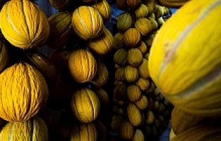 Kırkağaç’ın Yaz Meyvesi Kavunları Kışlık Sofraları Süsleyecek