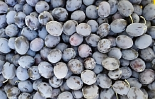 Baraj Gölü Deniz Etkisi Yaptı Zeytinde Bereket Arttı