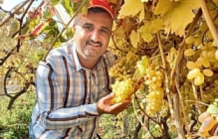 Bir Yanda Üzüm Hasadı Devam Ediyor Diğer Yanda Bağlar Budanıyor