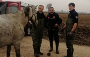 Dereye Düşen Atı İtfaiye Kurtardı