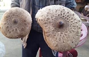 Devasa Mantar İlgi Odağı Oldu