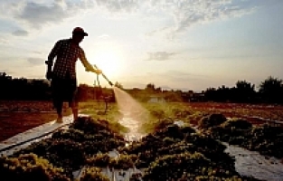 Onlar İçin Üzüm Sadece Üzüm Değil