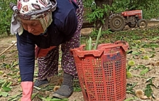 Ortadoğu'nun Kestanesi Sarıgöl'den
