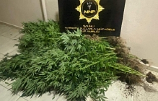 Saksıda Kenevir Yetiştirmiş