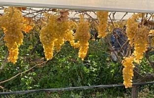 Sarıgöl'de Yılın Son Üzüm Hasadı Yapıldı