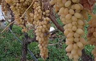 Yılbaşı Sofralarının Taze Üzümü Sarıgöl Bağlarından