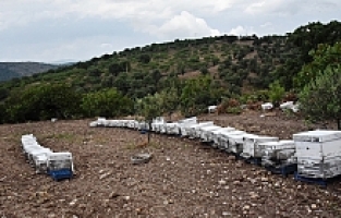 Yunusemre Belediyesi 2023 Yılında da Bal Üreticilerini Destekleyecek