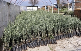 Yunusemre’den Çiftçilere Önemli Duyuru