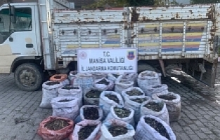 Zeytin hırsızları jandarmadan kaçamadı