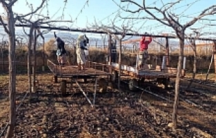 Bağlarda Çubuk Bağlama İşi Devam Ediyor