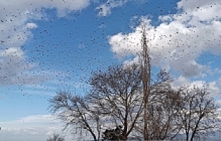 Manisa'da Sığırcık Kuşlarının Dansı Hayran Bıraktı