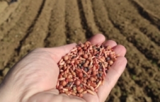 Öğrencilerin Diktiği Arpa ve Yem Bitkileri Okullarına Gelir Olacak