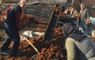 Sarıgöl'de Yılın Son Kestane Hasadı Yapıldı