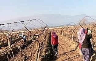 Sarıgöl'de Üzüm Bağlarında Hummalı Çalışma Başladı