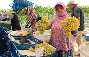Üzümde Rakip Ülke Sayısı Arttı, İhracatta Düşüş Yaşandı
