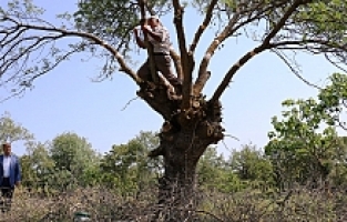 Yunusemre Belediyesi 2023 yılı ağaç aşılaması için talep toplayacak