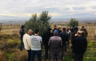 Salihli'de Zeytin Üreticilerine Uygulamalı Budama Kursu