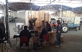 Sarıgöl'de Tütün Alımları Başladı