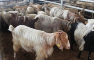 Sarıgöl Canlı Hayvan Pazarı İkinci Emre Kadar Kapatıldı