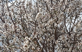 Sarıgöl'e Bahar Geldi, Her Yer Çiçek Açtı