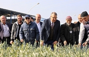 Yunusemre Belediyesi Üreticisine 35 Bin Fidan Dağıttı