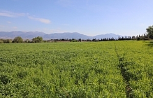 Belediyenin Buğdayları İhtiyaç Sahiplerine Un Olacak