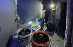 Çatı Katında Kenevir Yetiştiren İki Kişi Yakalandı