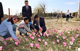 Lale Üretimi Kadınlara Gelir Kapısı Olacak