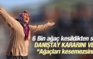 6 BİN ZEYTİN AĞACI KESİLDİ, DANIŞTAY KARARI ÇIKTI