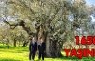 “ANIT AĞAÇ” 1650 YAŞINDA