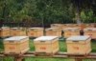 Arı üreticilerine 2 bin 400 ahşap kovan altlığı verildi