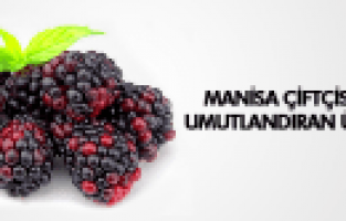 BÖĞÜRTLEN, TURGUTLU ÇİFTÇİSİNİ UMUTLANDIRDI