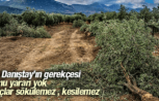 DANIŞTAY'IN YIRCA'DA KESİLEN ZEYTİN AĞAÇLARI İÇİN GEREKÇESİ AÇIKLANDI