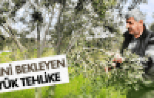 DOLU, ZEYTİNDE DAL KANSERİ YAPABİLİR